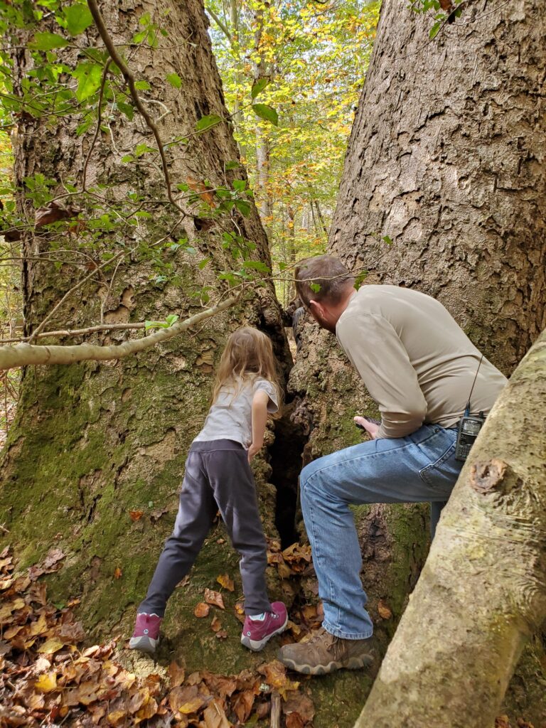 Elise and Eric look at the crack in the middle of two very large Tulip Poplar trees.