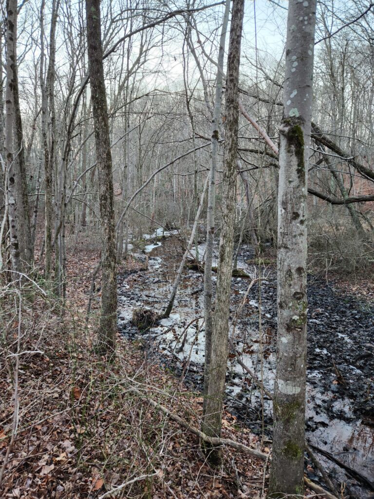 A view of the stream through the trees.